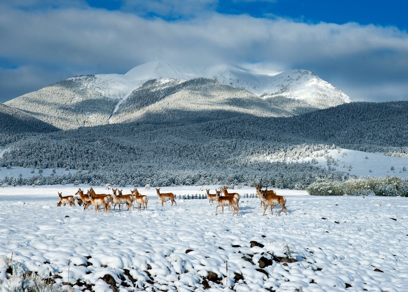 Snowy Morning in May - ID: 12973782 © Sharon L. Langfeldt