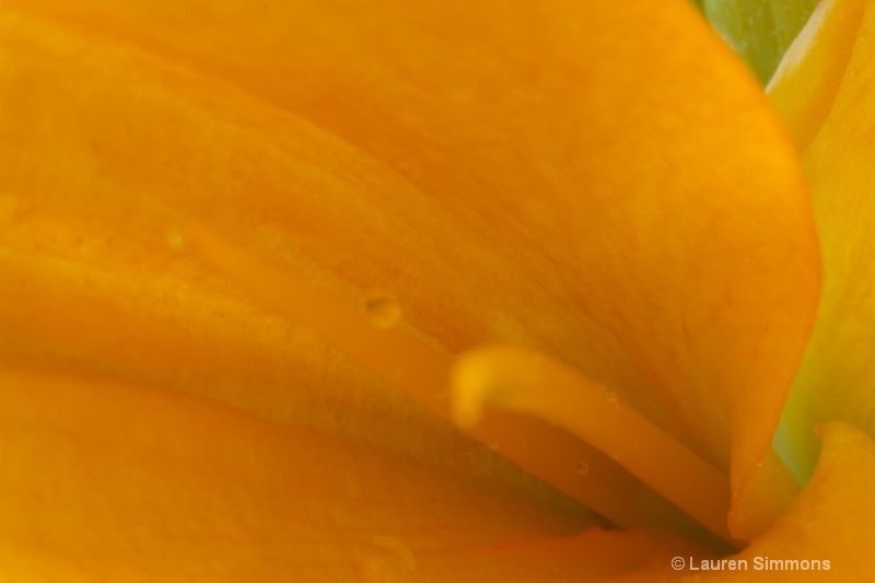 Close up Lily