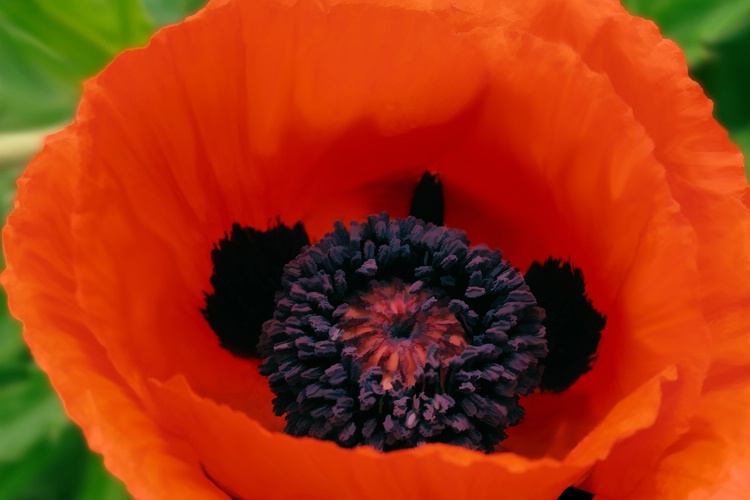 O'Keeffe poppy