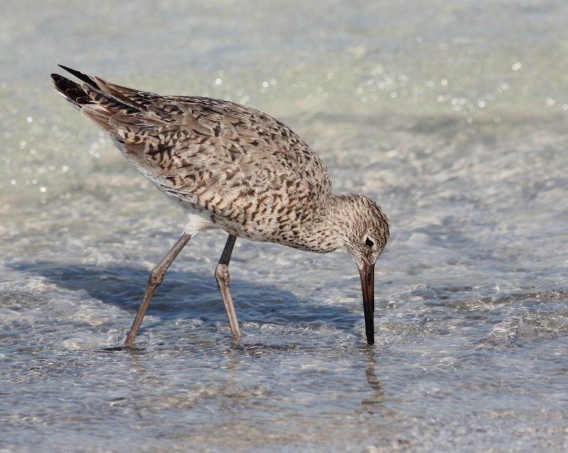 Willet Searching For Food