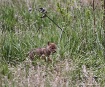 Fox  Cub 