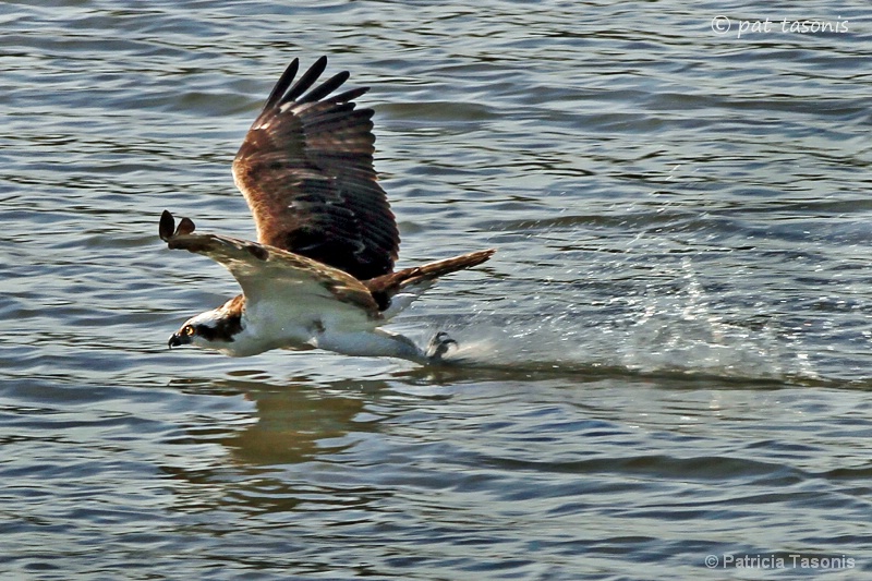Skimming Osprey