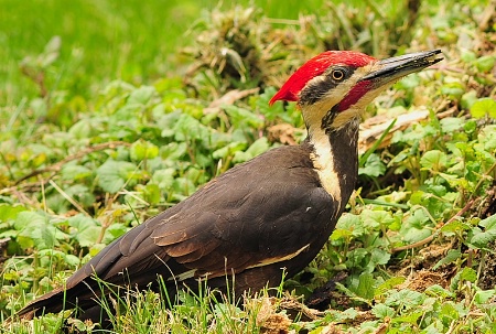 Male Pileated Woodpecker