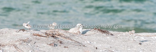 Snowy Plovers: Mom and Three Chicks