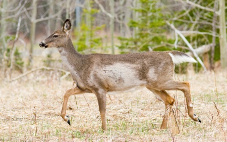Spring Deer