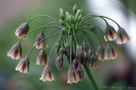 Allium Bulgaricum