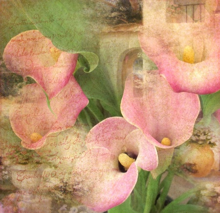 Callas In Bloom
