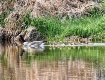 Spring  Goose Fam...