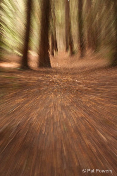 Racing Through the Redwoods - ID: 12976732 © Pat Powers