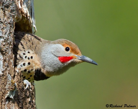 Peek-A-Boo Flicker