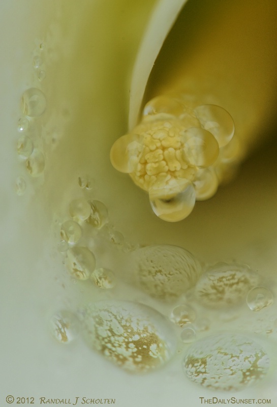 Water Drops in the Calla