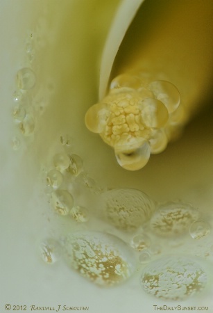 Water Drops in the Calla