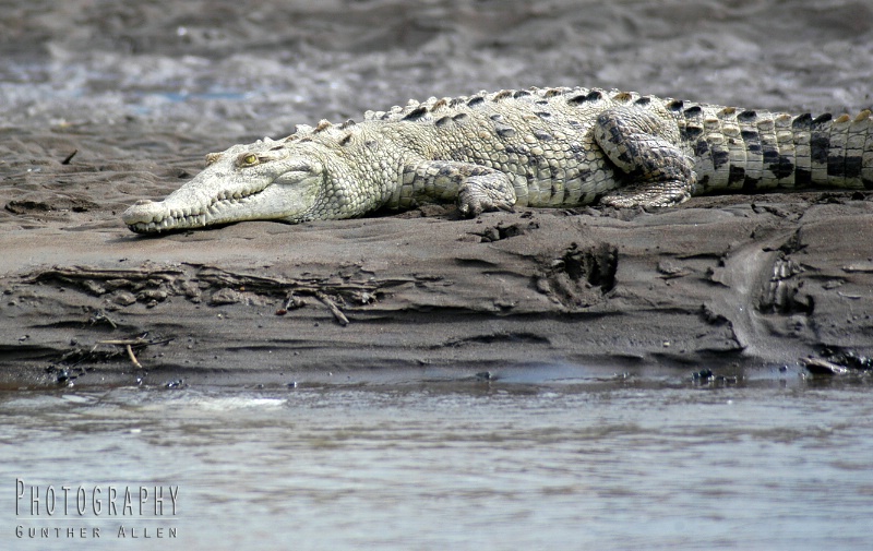 Crocodile Waiting to Attack