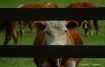 Steereing You Dow...
