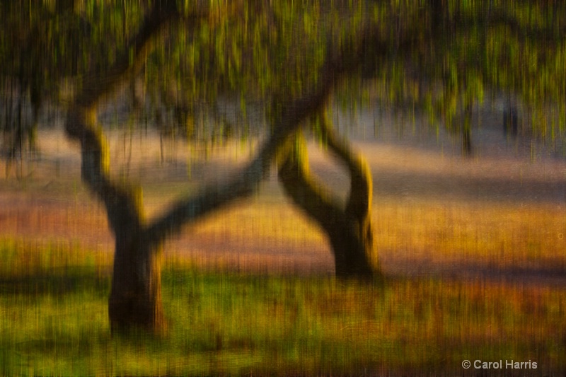 Golden Hour Trees