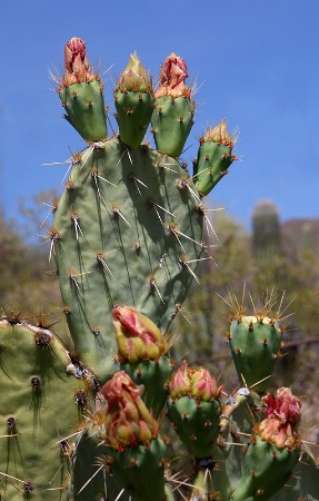 Desert Cactus