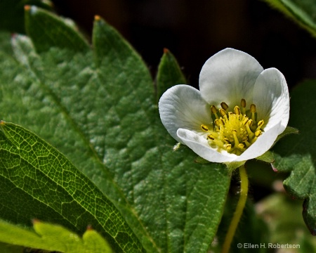 beginning strawberry