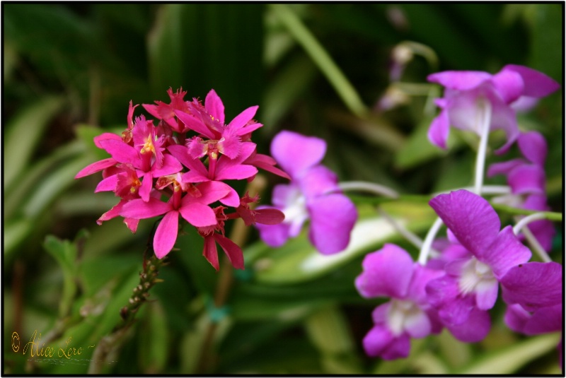 Lavender and Pink