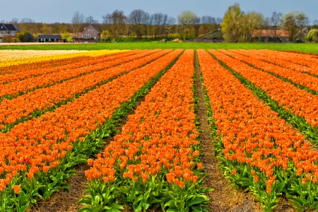 Orange Tulips