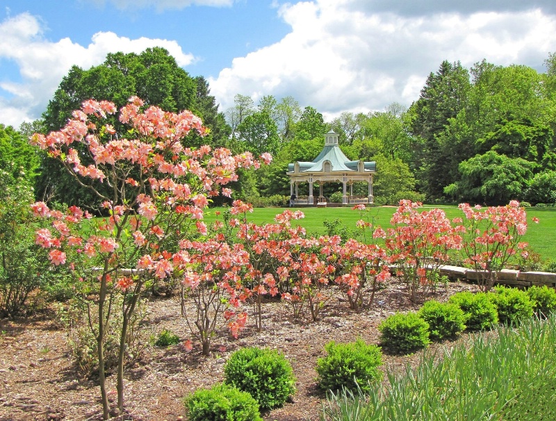 Mill Creek: In Bloom