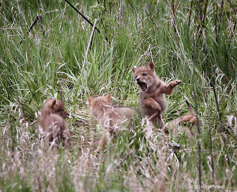 Play  Time (fox  cubs)