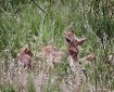 Play  Time (fox  ...