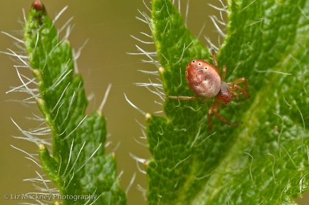 Male Six-Spotted Orb Weaver on Poppy Leaf