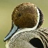 2d3s 20939 - Pintail - ID: 12978934 © Joseph D. Hancock