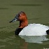 2d700 52031 - Canvasback - ID: 12978944 © Joseph D. Hancock