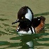 2d700 52451 - Hooded Merganser - ID: 12978946 © Joseph D. Hancock