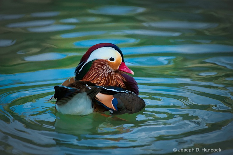 d700 52561- Mandarin Duck - ID: 12978947 © Joseph D. Hancock