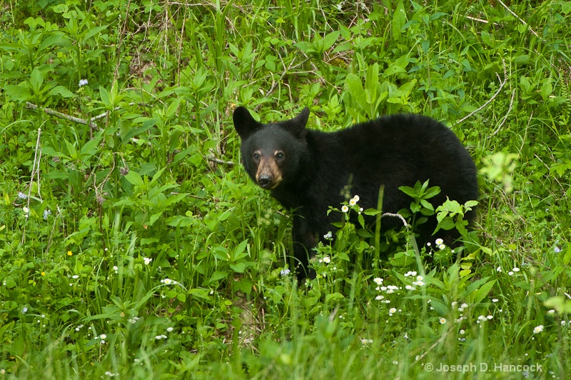 d700 22982 Black Bear Cub - ID: 12979026 © Joseph D. Hancock