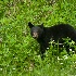 2d700 22982 Black Bear Cub - ID: 12979026 © Joseph D. Hancock
