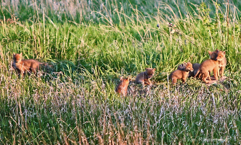 Fox Cubs At Play 5/11