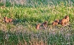 Fox Cubs At Play ...