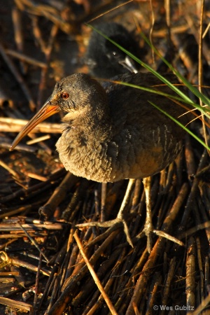 Marsh Hen with Chick
