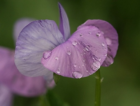 Drenched Pansy