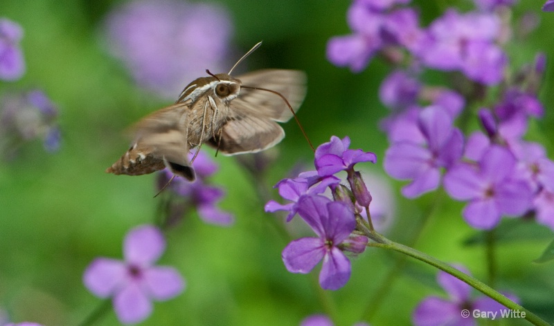 White Lined Sphinx Moth