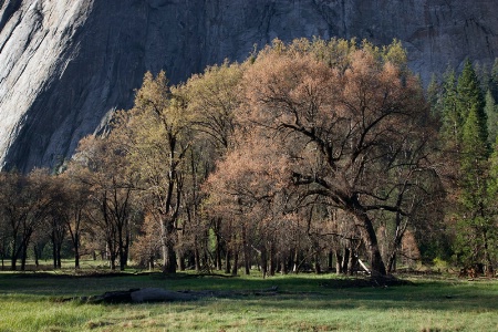 Oaks in Springtime