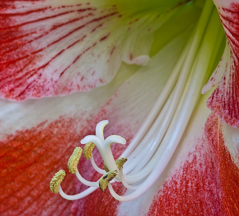 Amaryllis