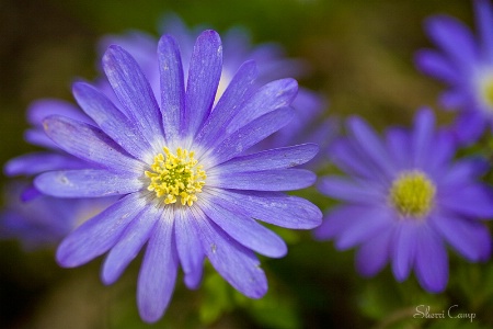 Windflowers