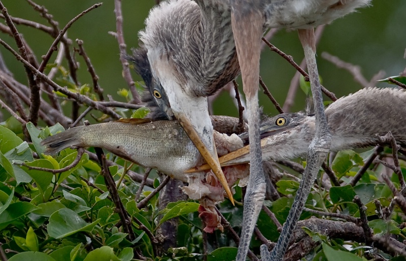 GBH chicks fighting over a fish