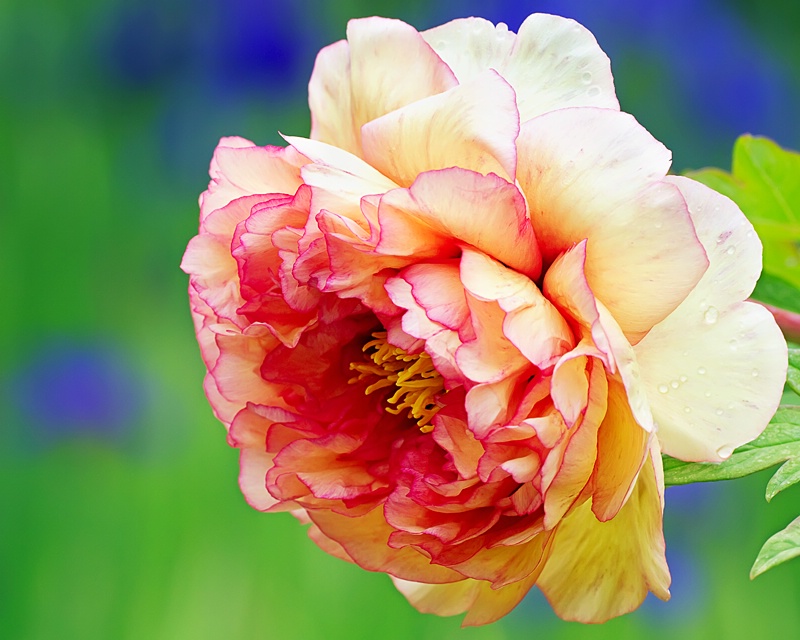 Peony with Iris