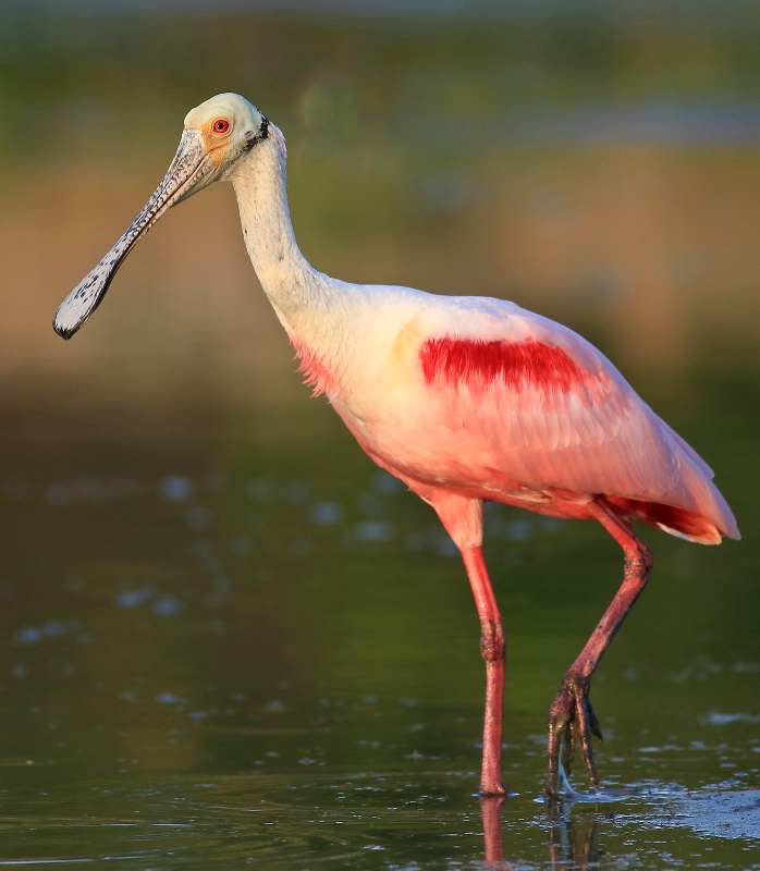 Spoonbill Strolling By