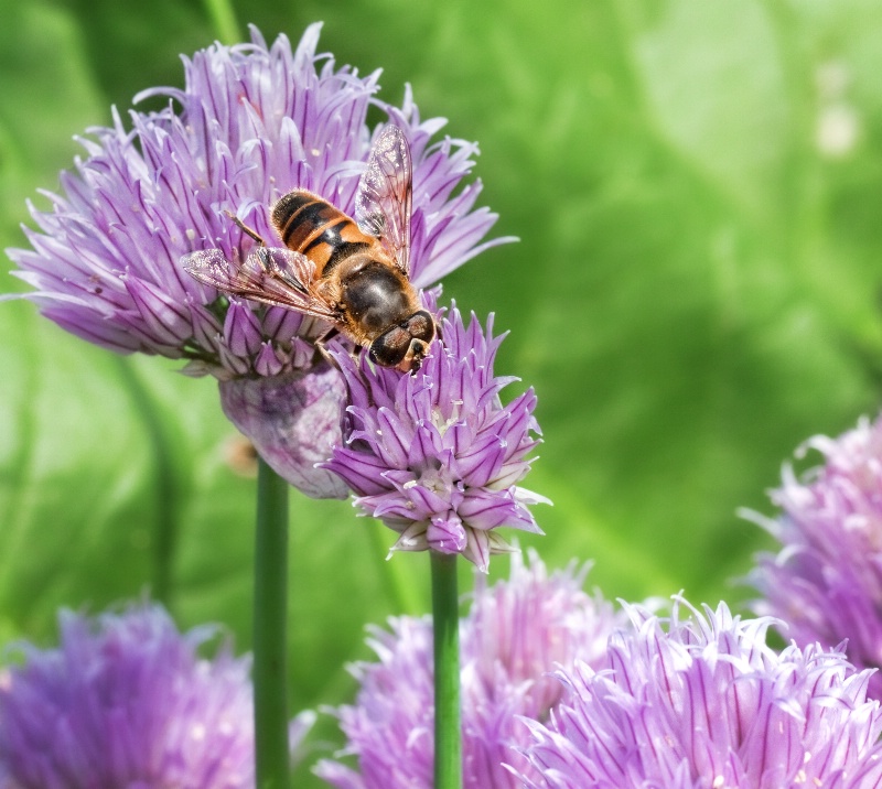 Spring Bee