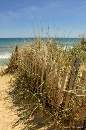 beach grass