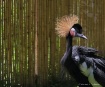 Crowned Crane