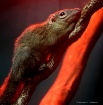 Tree Shrew