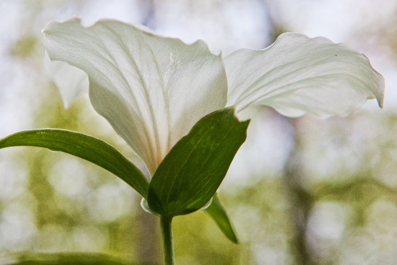 Trillium