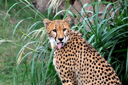 Funny Cheetah